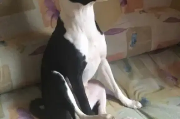 Пропала собака в Красногорске: бессенджи, черно-белый кобель, возраст 8 месяцев.