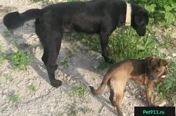 Собаки потеряшки, Северная Озереевка, фото: Потеряшка две собаки в Северной Озереевке