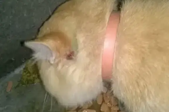 Найдена кошка на Одесской 22А, 24А в Тюмени