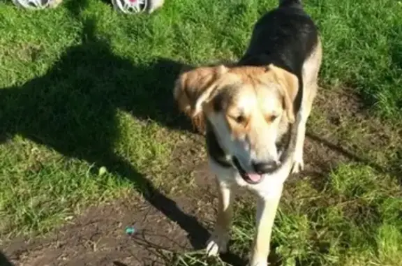 Найдена высокая молодая собака в Спасс-Торбеево