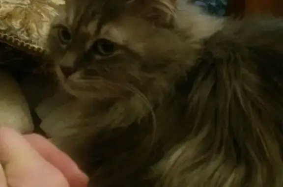 Кошки потеряшки, Кусинское, фото: Потеряшка кошка в снт Меридиан, нужна помощь