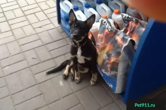 Найдена собака на заправке в Нижнем Новгороде, ищем хозяина