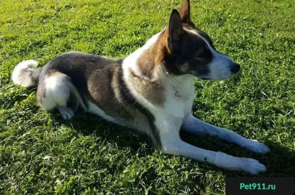 Найдена собака в деревне Панютино, Сокольский район, Вологодская обл.