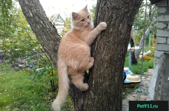 Найден котенок в Тольятти.