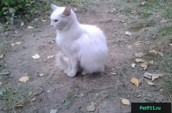 Найдена белая кошка на улице Свердлова, 5.