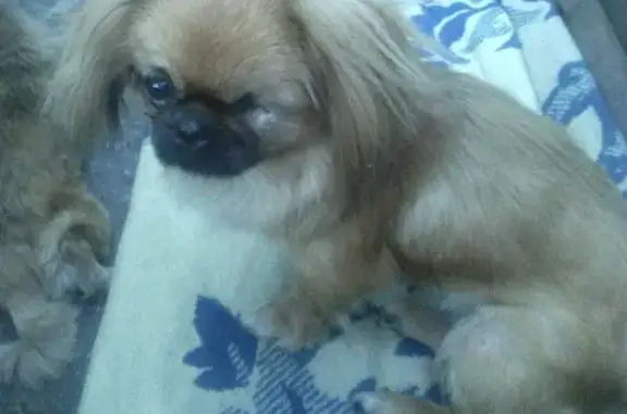 Пропала собака КНОПА без левого глаза в Запорожье