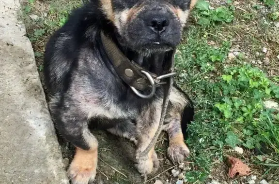 Найдена собака на мосту в Горячем Ключе