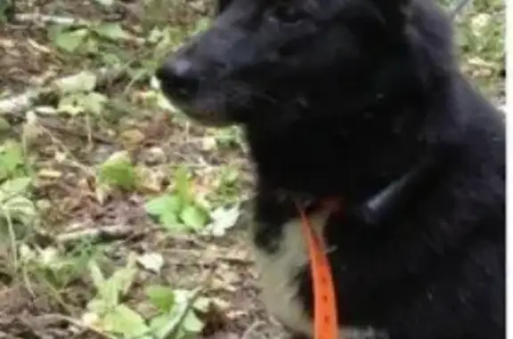 Пропала собака в Краснослободском районе, Мордовия