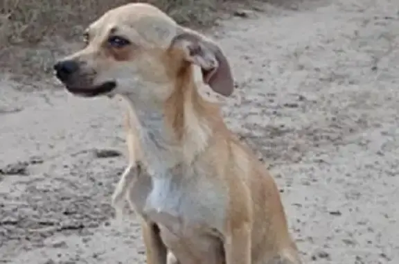Пропала собака в Волго-Ахтубинской пойме, вознаграждение 5000.