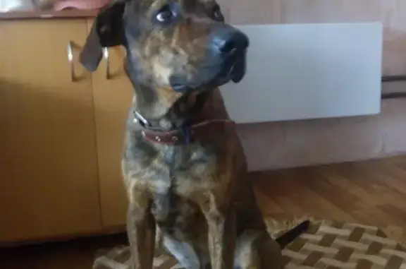 Найден щенок в Оренбурге