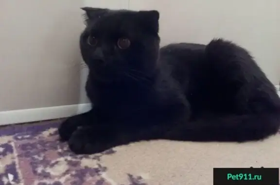 Найден черный кот на Харьковской горе