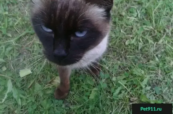 Срочно! Найдена сиамская кошка в Подольске