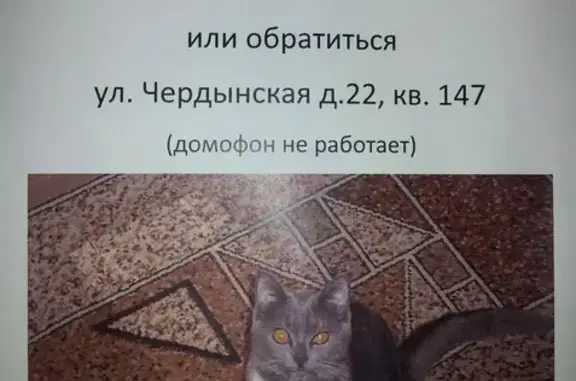 Пропала кошка в мкр Нагорный, Пермь
