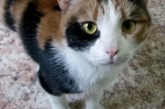 Найдена ласковая кошка на ул. Липчанского, временно живет на ул. Недорубова