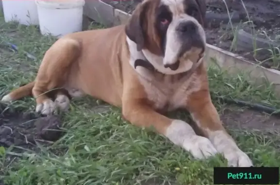 Собаки потеряшки, Дрокино, фото: Потеряшка собака Мартин в д. Дрокино, Красноярский край