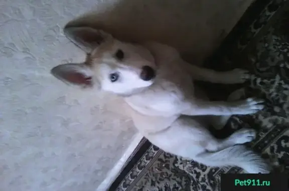 Пропала собака породы лайка в Воронеже