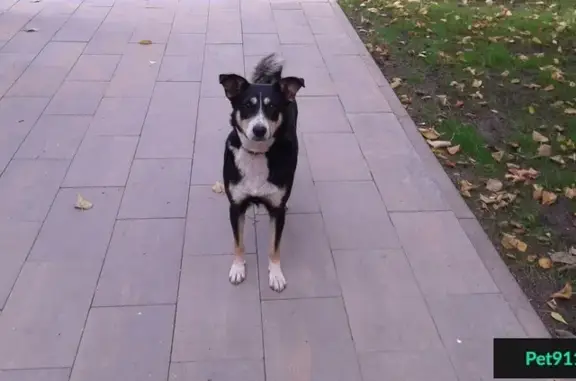Собака-потеряшка на улице Стара Загора