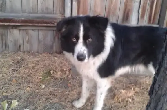 Найдена собака в районе 30 объекта в Ангарске