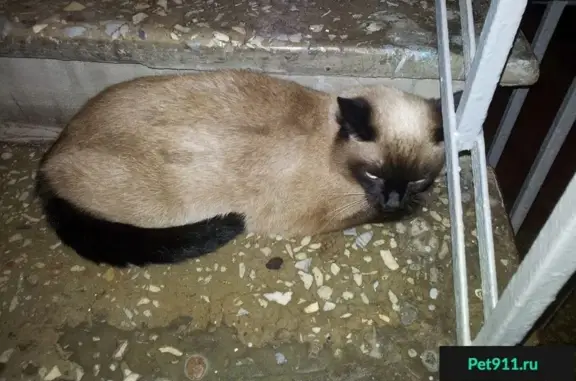 Найдена Сиамская кошка на Варшавском ш, 62