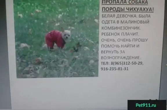 Пропала собака на ул. Тевосяна, Электросталь.