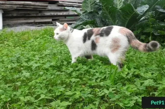 Пропала кошка в Новокузнецке: Стеша, дом 46, магазин Ярче