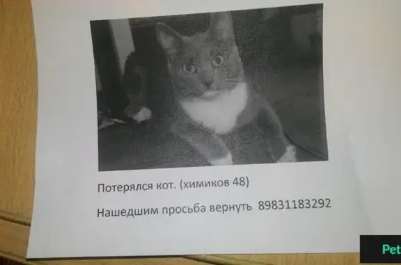 Пропал кот по адресу Химиков 48 в Омске