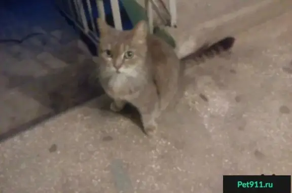 Найдена добрая кошка на ул. 250-летия Челябинска