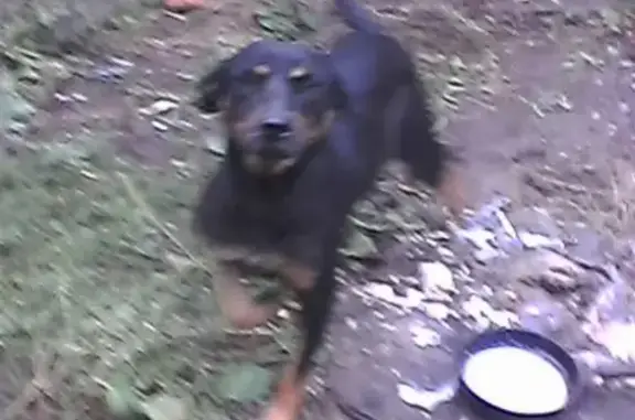 Найдена молодая собака в селе Султан-Салы, Ростовская область