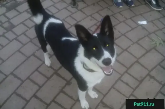 Собаки потеряшки, Ерахтур, фото: Потеряшка собака Белка в селе Ерахтур, Шиловский район