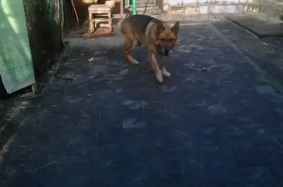 Пропала собака Гром в Орджоникидзе, Кировский городской округ