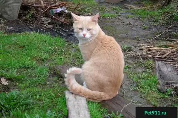Пропала кошка в районе Дедовска, Московская обл.
