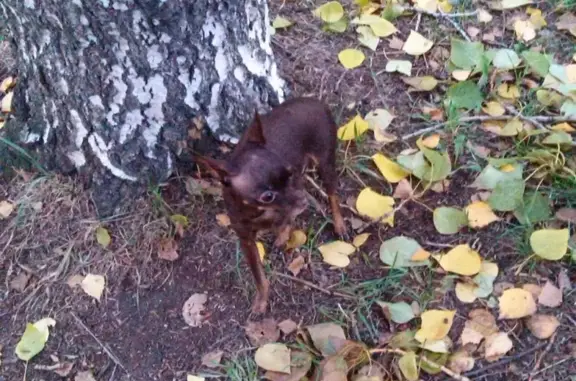 Пропала собака Лёлик в Харитоновском парке