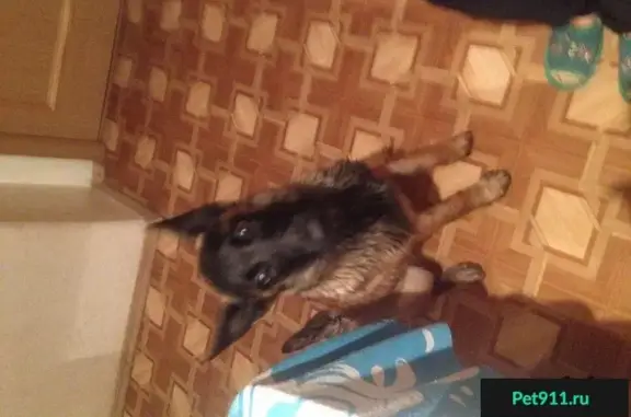 Найден щенок бельгийской овчарки в Таганроге