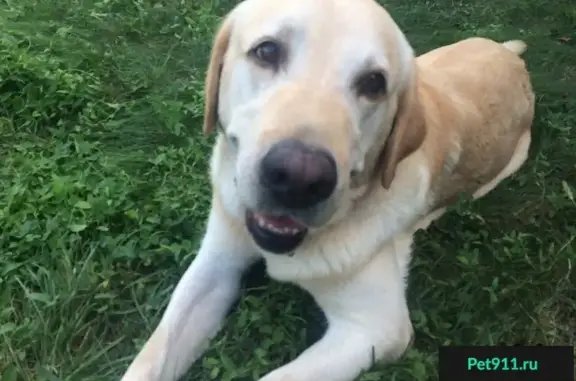 Пропала собака в Славянском микрорайоне Краснодара