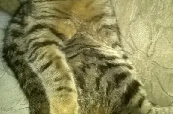 Пропала кошка на Оренбургской, Правобережный