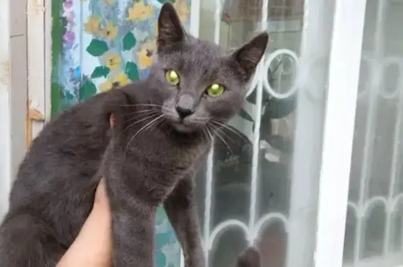 Найдена кошка, голубого окраса, ул. Малиновского, 50