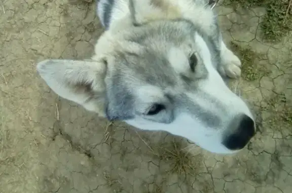 Пропала собака на Сокурском тракте - щенок хаски Гранта.