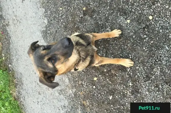 Найдена собака в СНТ Родник, Московская область