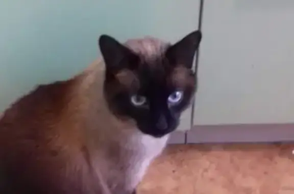 Пропала тайская кошка в районе Мильчакова, Пермь, вознаграждение