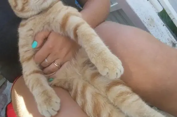 Кошки потеряшки, Челябинск, фото: Потеряшка кошка в Тракторосаде 3, Челябинск