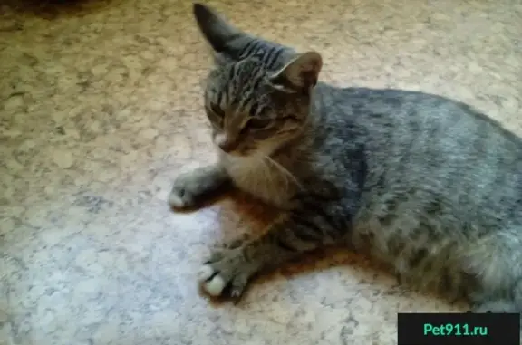 Кошка с котятами найдена в Отрадном.