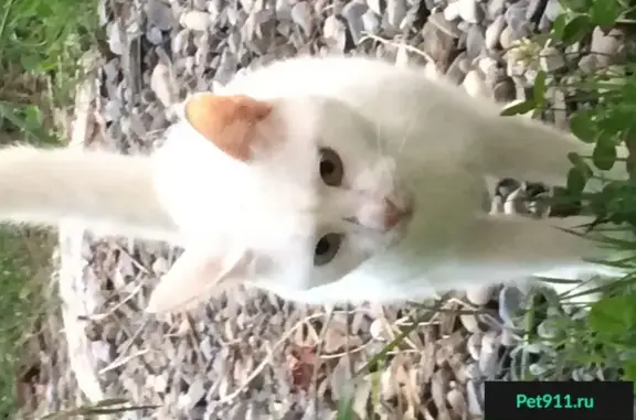 Найден белый кот с разными глазами на Макаренко