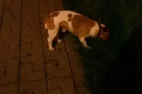 Найдена собака породы Джек Рассел в Домодедово