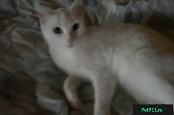 Найдена белоснежная кошка в Старотеряево