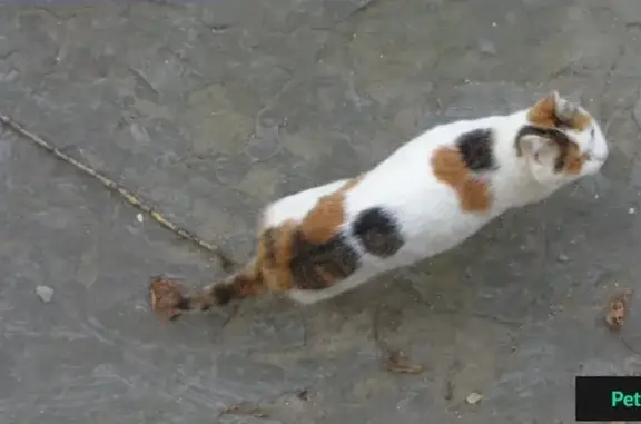 Потерянный котик в Ангарске, 53-й квартал