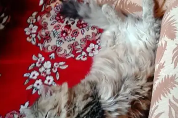 Кошки потеряшки, Большое Алексеевское, фото: Потеряшка кастрированная кошка в селе Большое Алексеевское