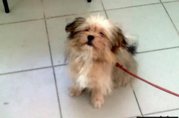 Собака найдена в Сысерти 16 сентября