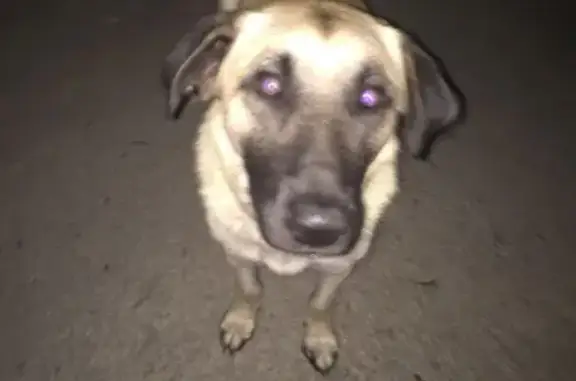 Найдена собака и мальчик в селе Ворсино