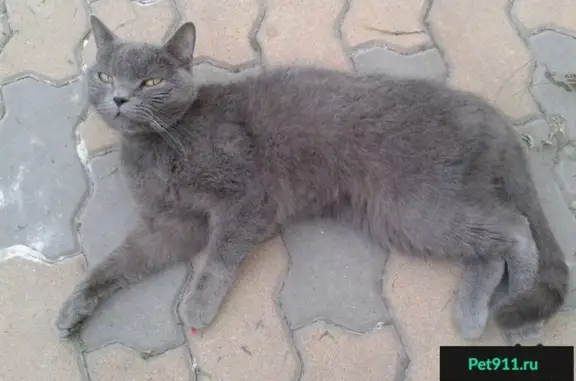 Найдена британская кошка в Туле, ищет хозяина