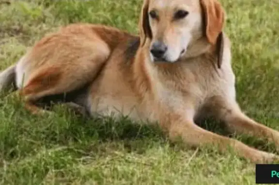 Собака найдена в деревне Ивково